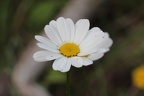 IMG_8590