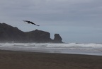 Muriwai and Bethells beach